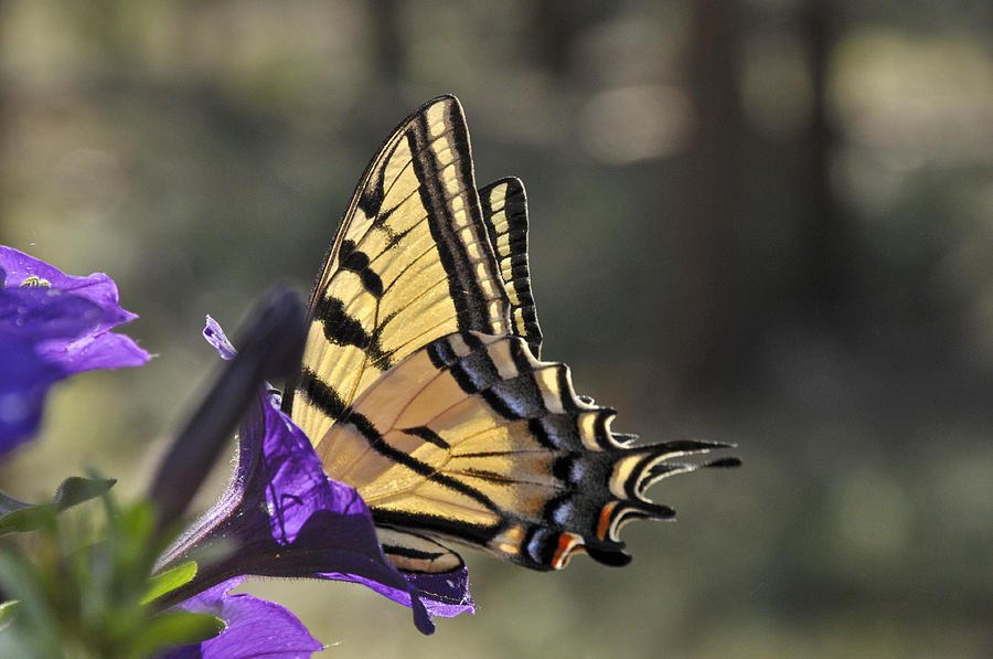 Swallowtail Butterfly Photograph by Ron White
