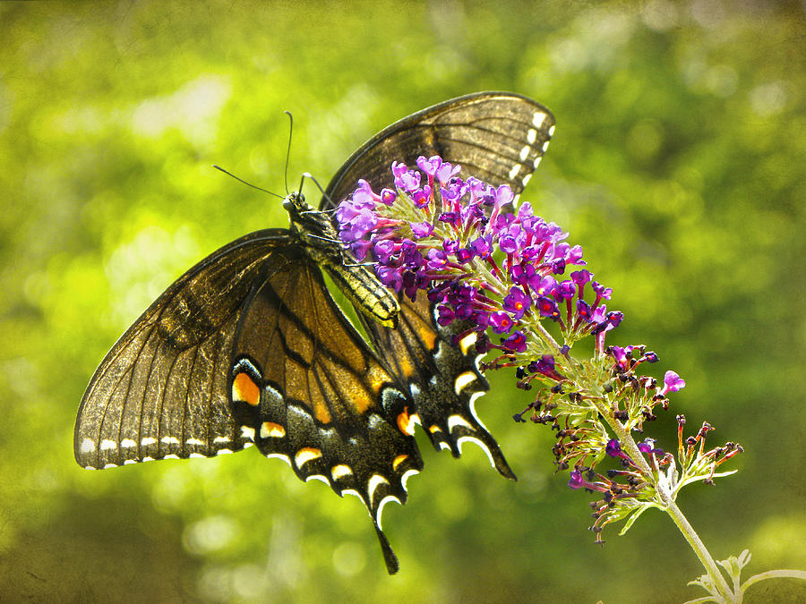 Butterfly Photograph - Swallowtail Butterfly by Sandi OReilly