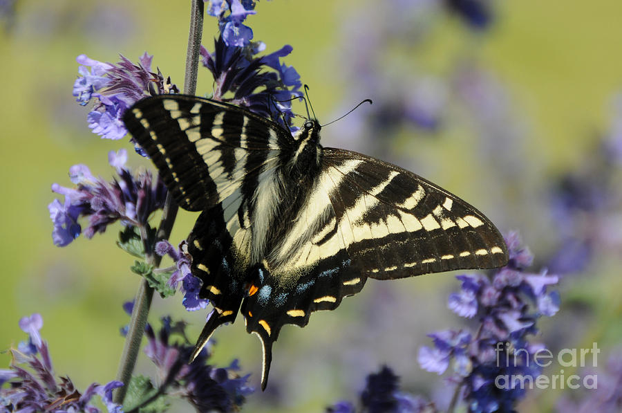 Swallowtail Butterfly Photograph by Sarah Schroder