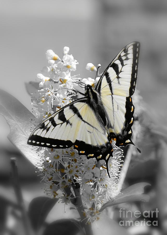 Swallowtail Butterfly Photograph by Sharon Woerner