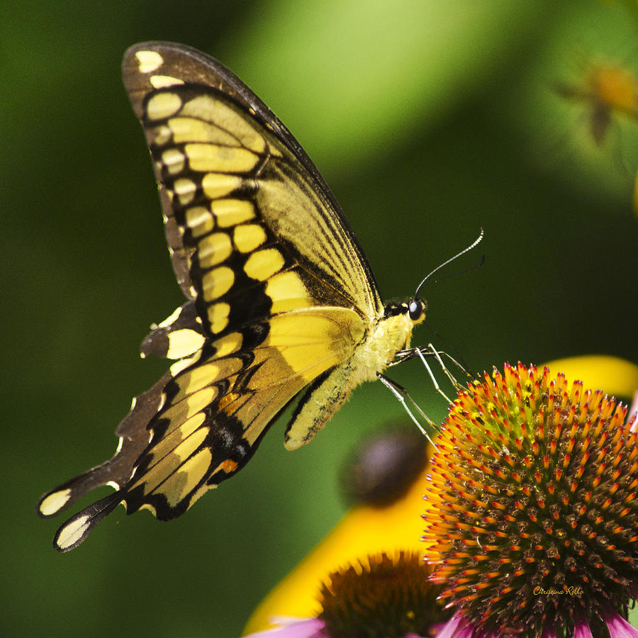 Swallowtail Butterfly Square Photograph by Christina Rollo