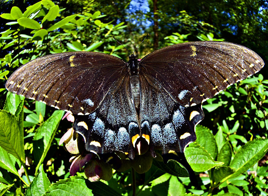 Swallowtail Butterfly Photograph by Susan Leggett - Fine Art America