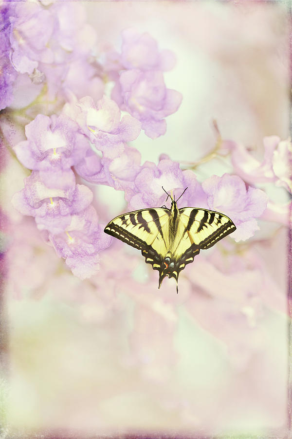 Swallowtail Butterfly Photograph by Susangaryphotography
