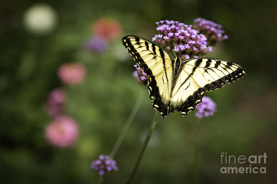 Swallowtail Butterfly Photograph by Timothy Hacker