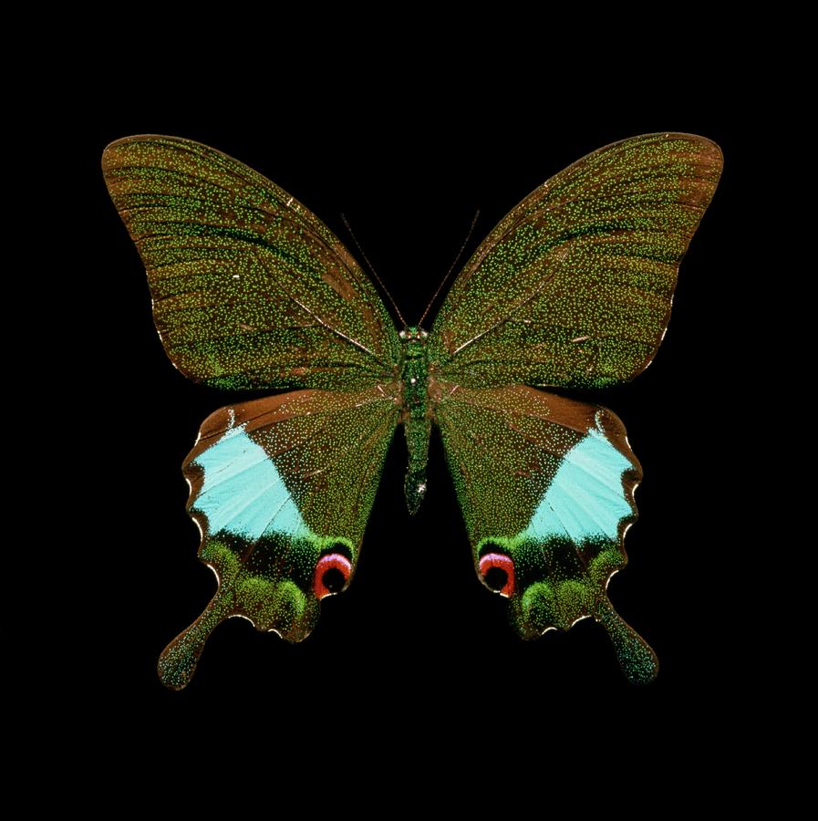 Swallowtail Butterfly Under Uv Light Photograph by Natural History Museum, London/science Photo Library