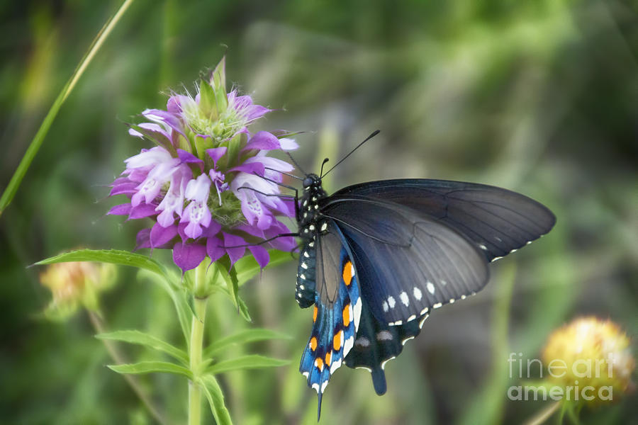 Swallowtail Butterfly V1 Photograph by Douglas Barnard