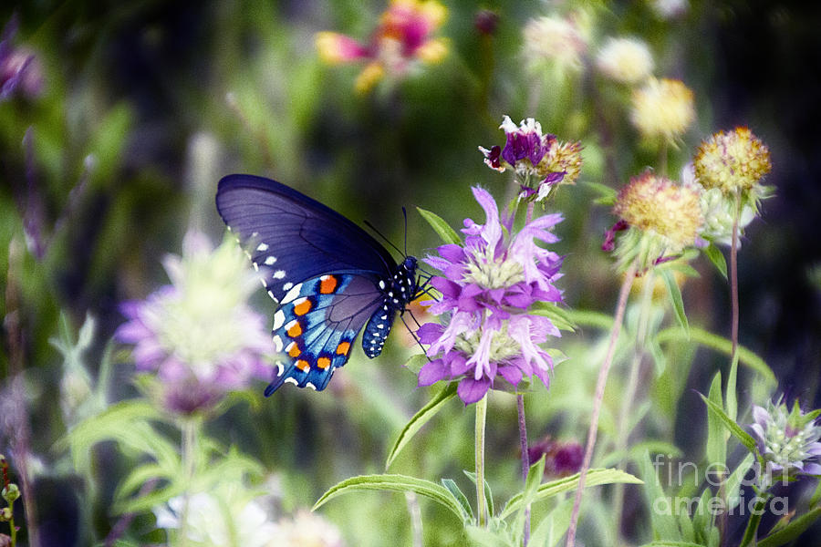 Swallowtail Butterfly V2 Photograph by Douglas Barnard