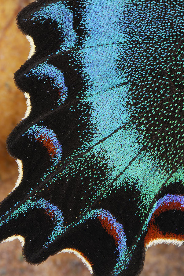 Swallowtail Butterfly Wing Scales Photograph by Thomas Marent