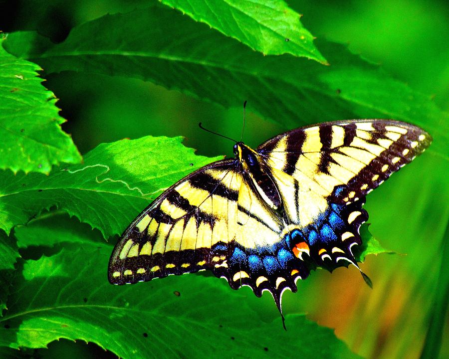Swallowtail Photograph by Carol Montoya