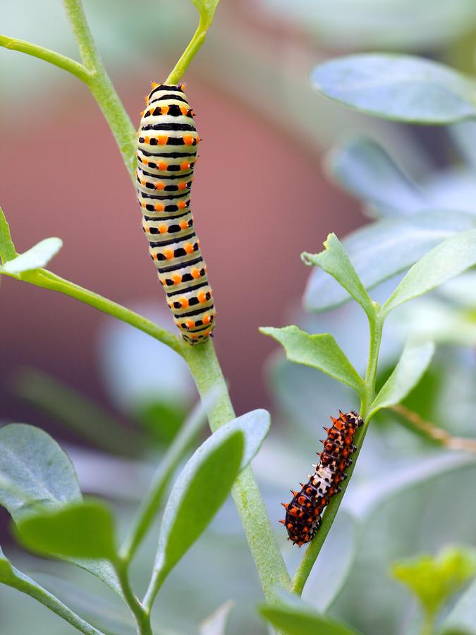 Swallowtail Caterpillar II Photograph by Meir Ezrachi