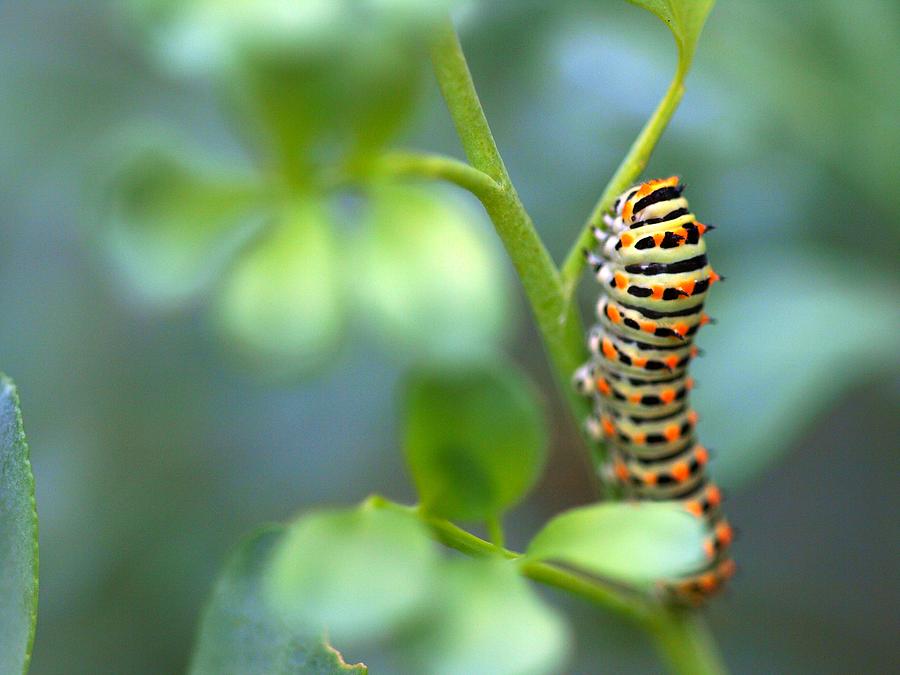 Swallowtail Caterpillar Photograph by Meir Ezrachi