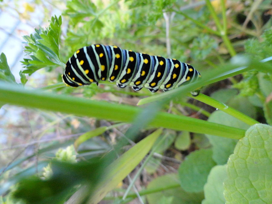 Swallowtail Caterpillar Photograph by Mike Breau
