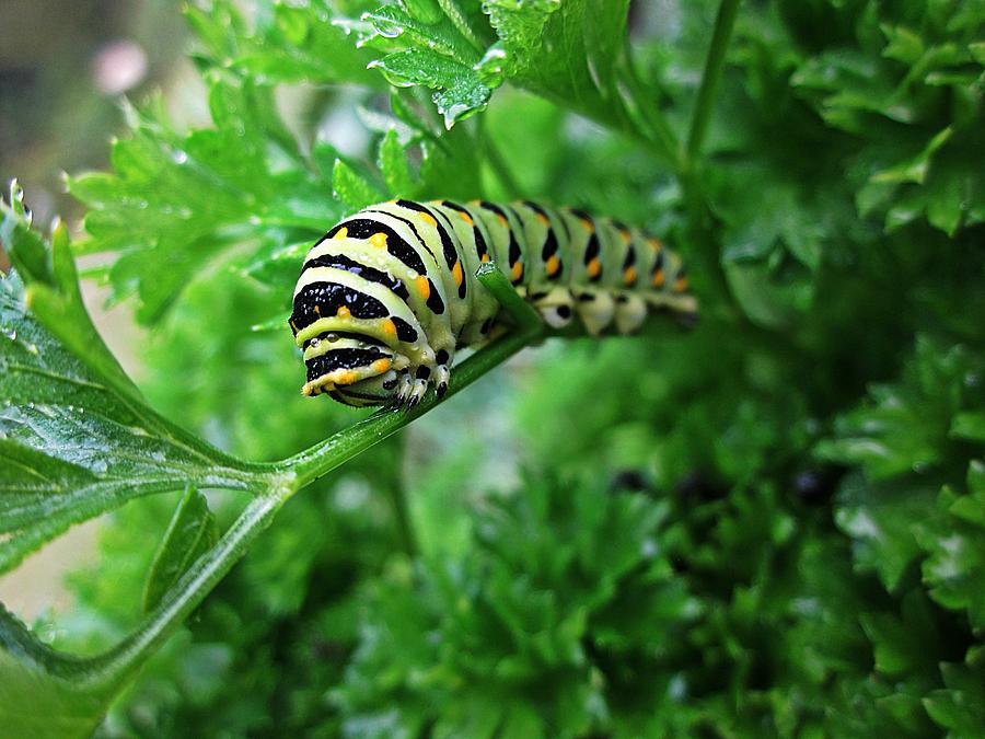 Swallowtail Caterpillar Photograph by MTBobbins Photography