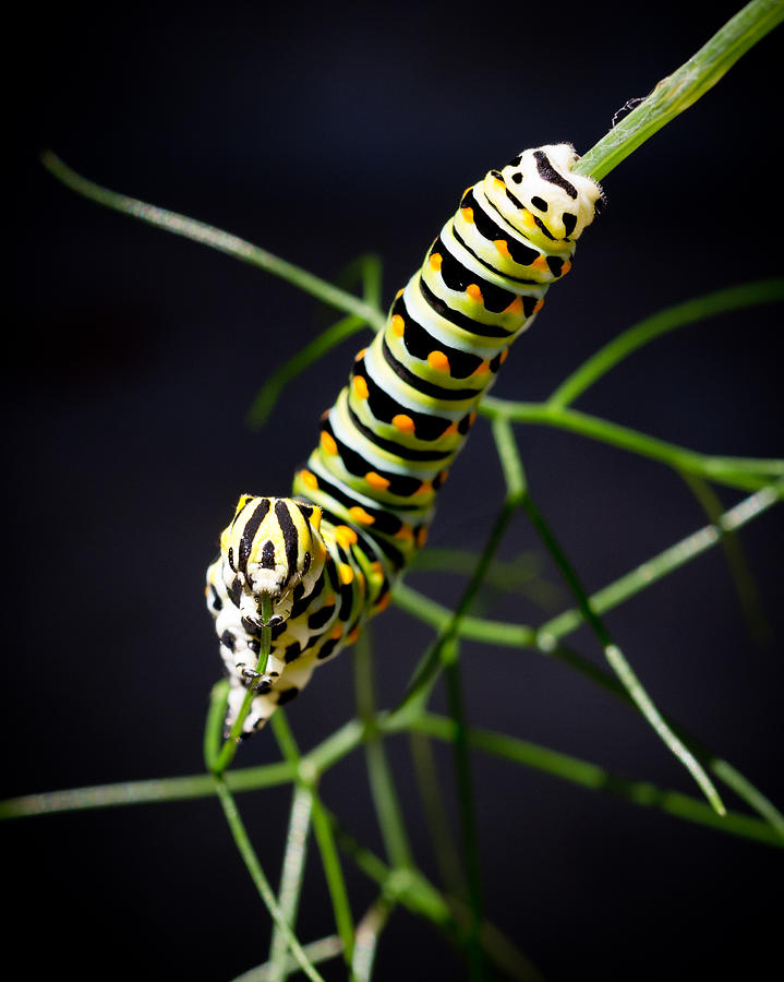 Swallowtail Caterpillar Photograph by Priya Ghose