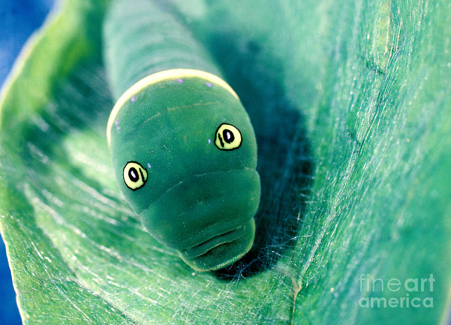 Swallowtail Caterpillar Photograph by Scott Camazine
