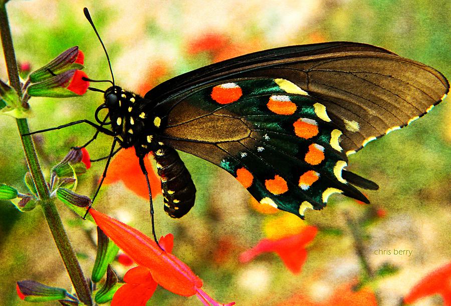 Swallowtail  Photograph by Chris Berry