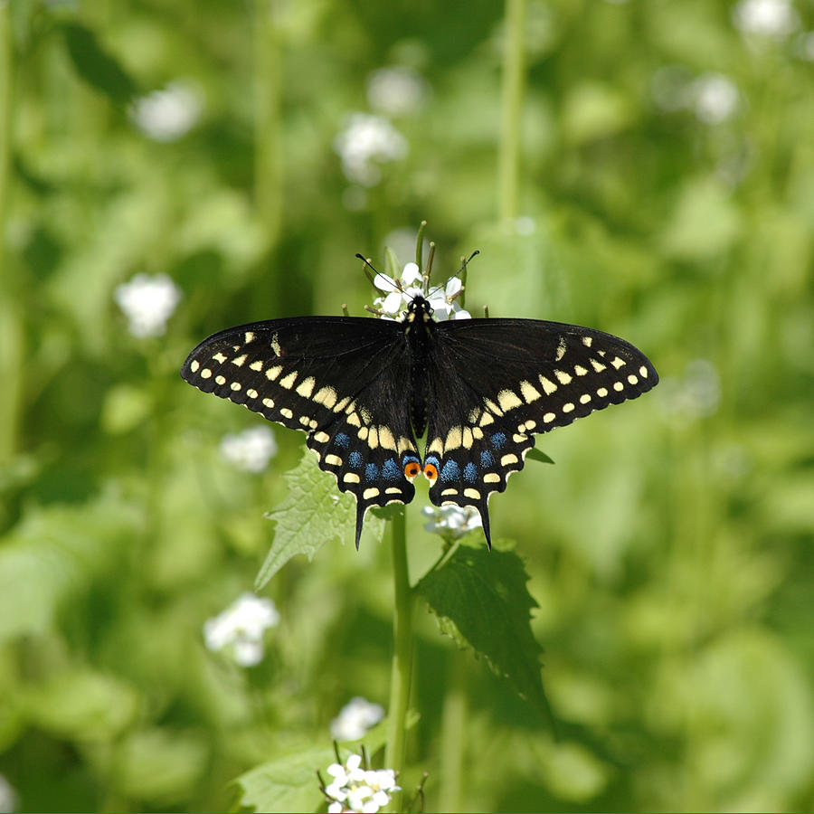 Swallowtail Photograph by David Armstrong