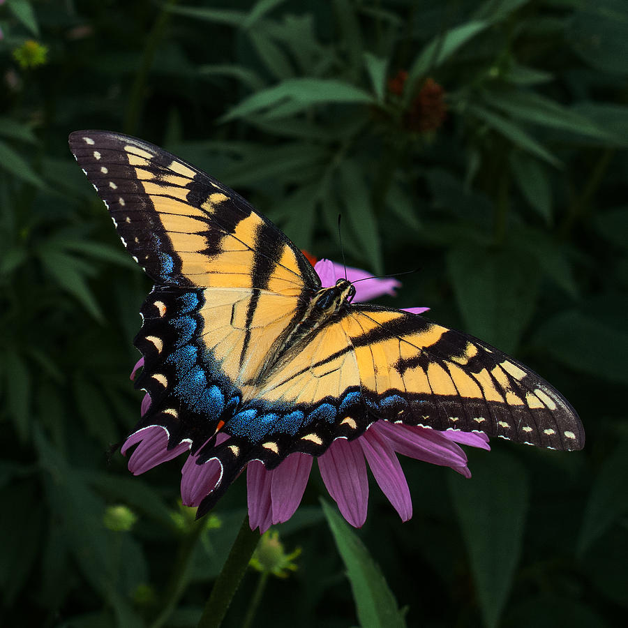 Swallowtail  Photograph by Don Spenner