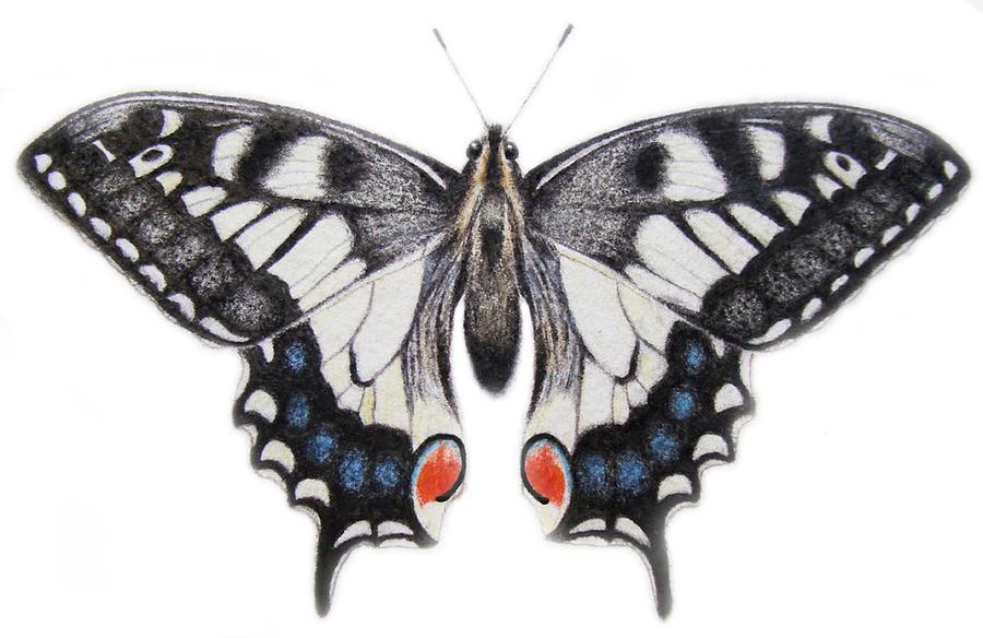 Swallowtail Painting by Ele Grafton