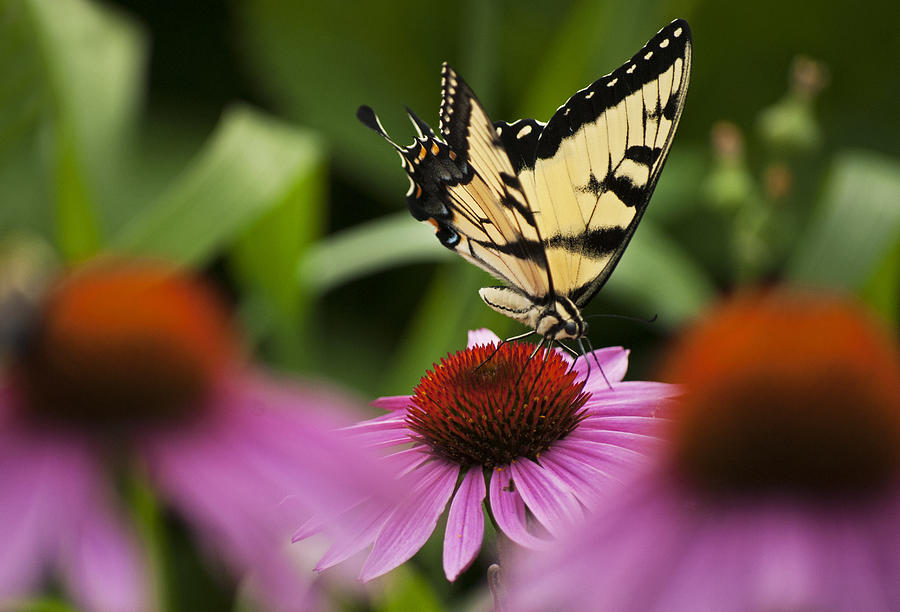 Swallowtail Photograph by Elsa Santoro