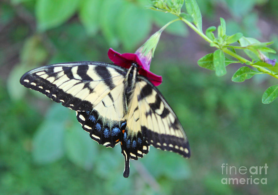 Swallowtail Appetizer Photograph by Nina Silver