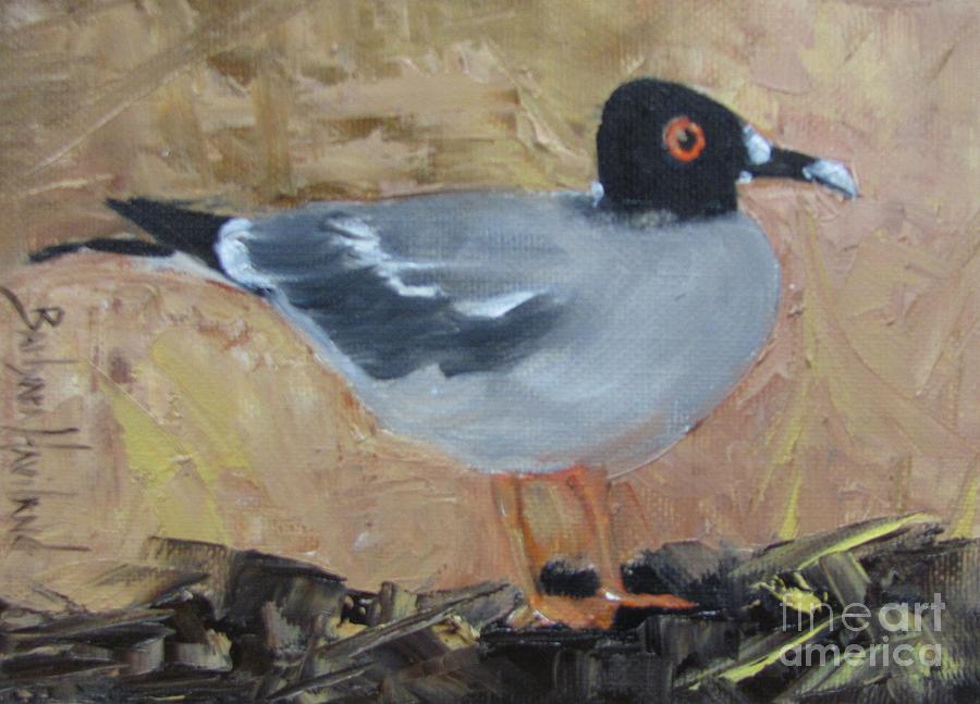 SwallowTail Gull Painting by Barbara Haviland