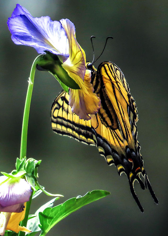 Swallowtail Hang Photograph by Dawn Key