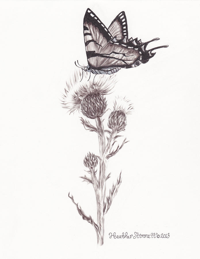 Butterfly Drawing - Swallowtail  by Heather Stinnett