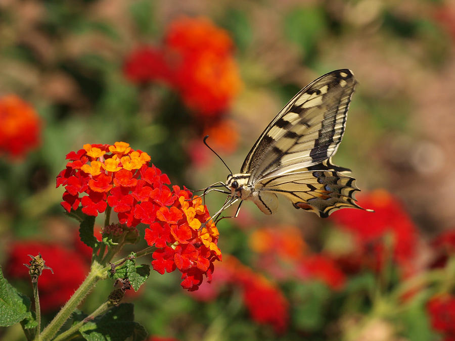 Swallowtail II Photograph by Meir Ezrachi