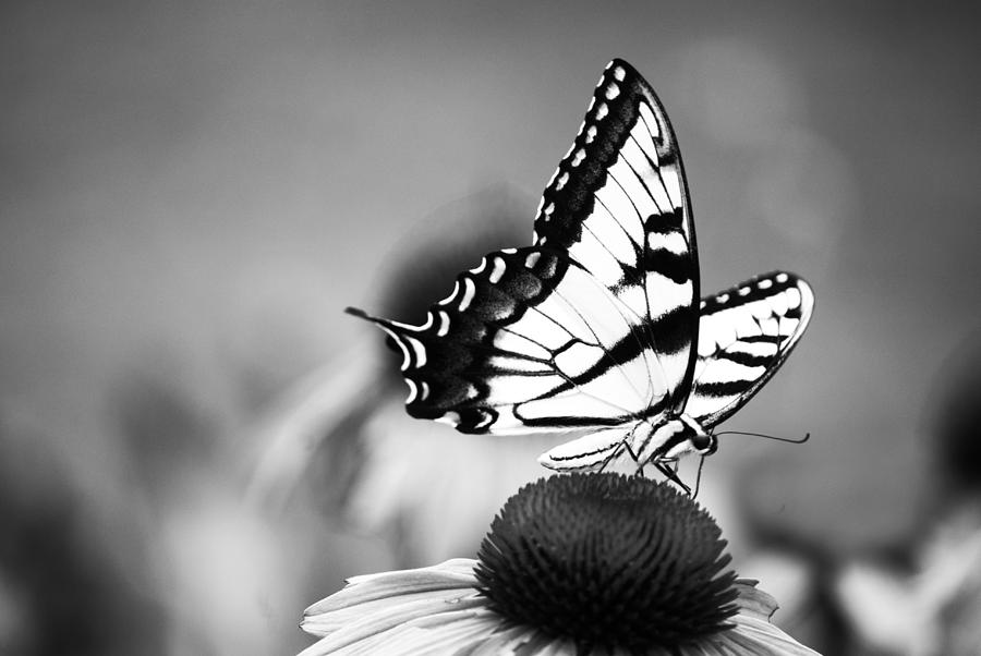 Swallowtail in Black and White  Photograph by Elsa Santoro