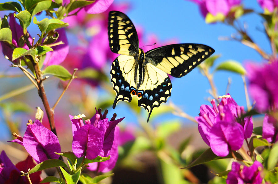 Flower Photograph - Swallowtail in Flight by Lynn Bauer