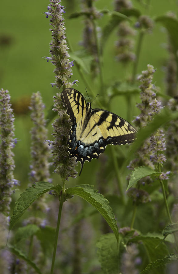 Swallowtail in Flower Field Photograph by Donald Brown