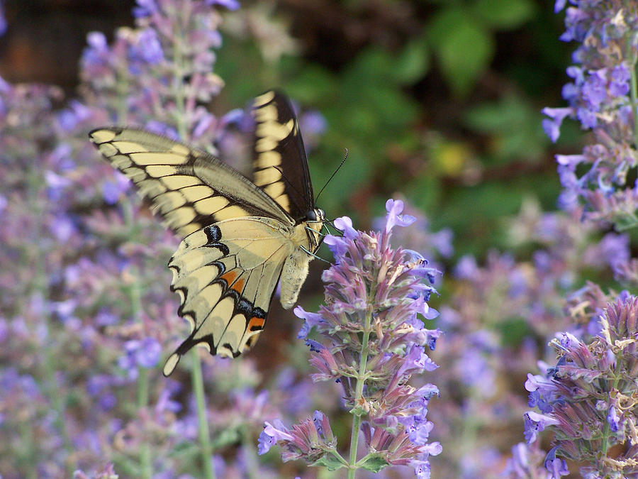 Swallowtail in Motion Photograph by Forest Floor Photography