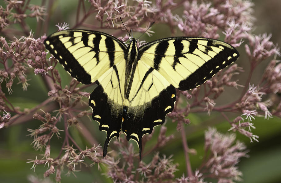 Swallowtail in Pink Photograph by Donald Brown