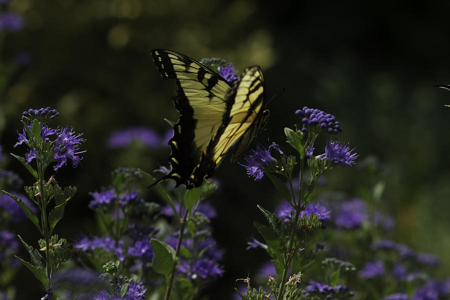 Swallowtail in Purple Field Photograph by Donald Brown
