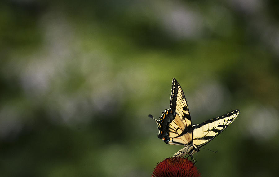 Swallowtail in Solitude Photograph by Elsa Santoro