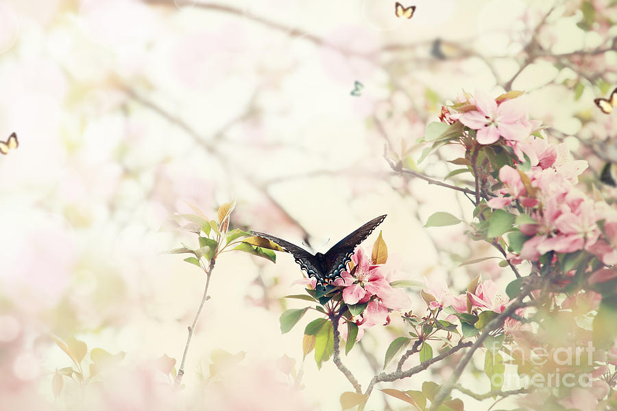 Butterfly Photograph - Swallowtail in Spring by Stephanie Frey