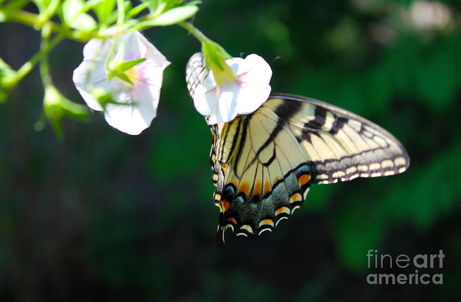 Swallowtail in Sunshine Photograph by Nina Silver
