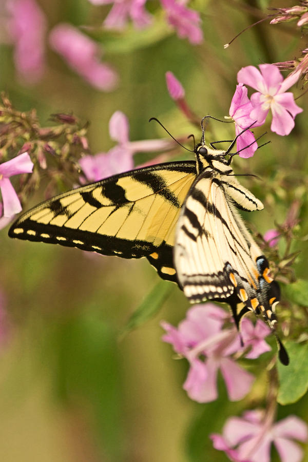 Swallowtail in the Garden Photograph by Theo OConnor