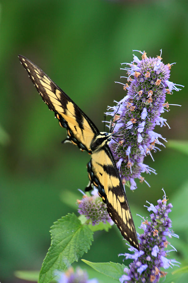 Swallowtail in the Yard Photograph by Theo O Connor