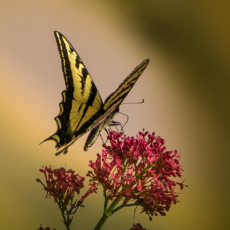 Swallowtail Photograph by Janis Knight