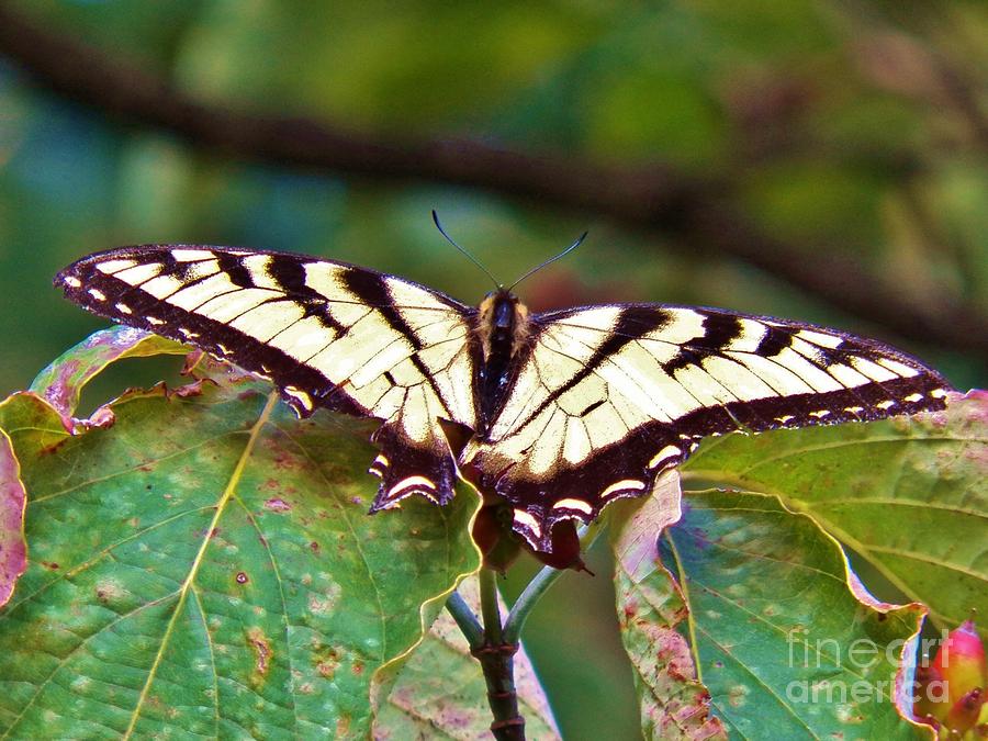 Swallowtail Photograph by Judy Via-Wolff