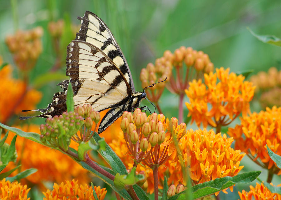 Swallowtail Photograph by Larah McElroy