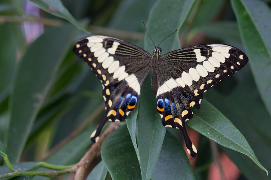 Swallowtail Photograph by Leah Palmer