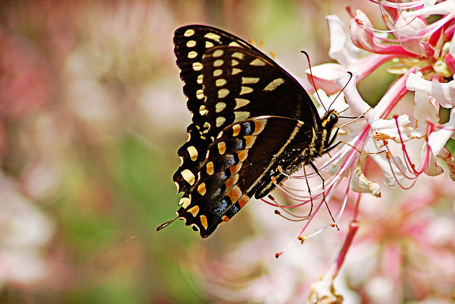 Swallowtail Photograph by Linda Brown