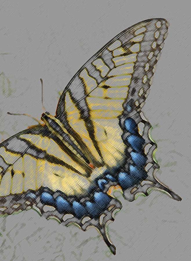 Butterfly Drawing - Swallowtail by Lonnie Tapia
