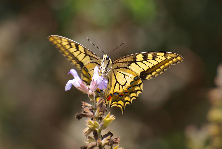 Swallowtail Photograph by Meir Ezrachi