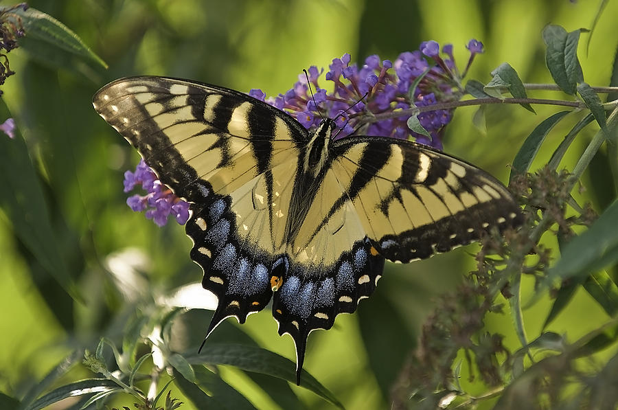 Swallowtail Photograph by Melinda Dreyer