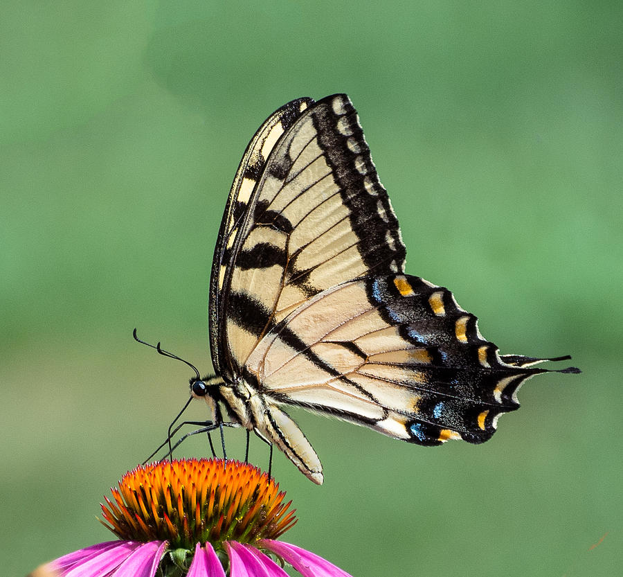 Swallowtail Photograph by Mike Montalvo - Fine Art America