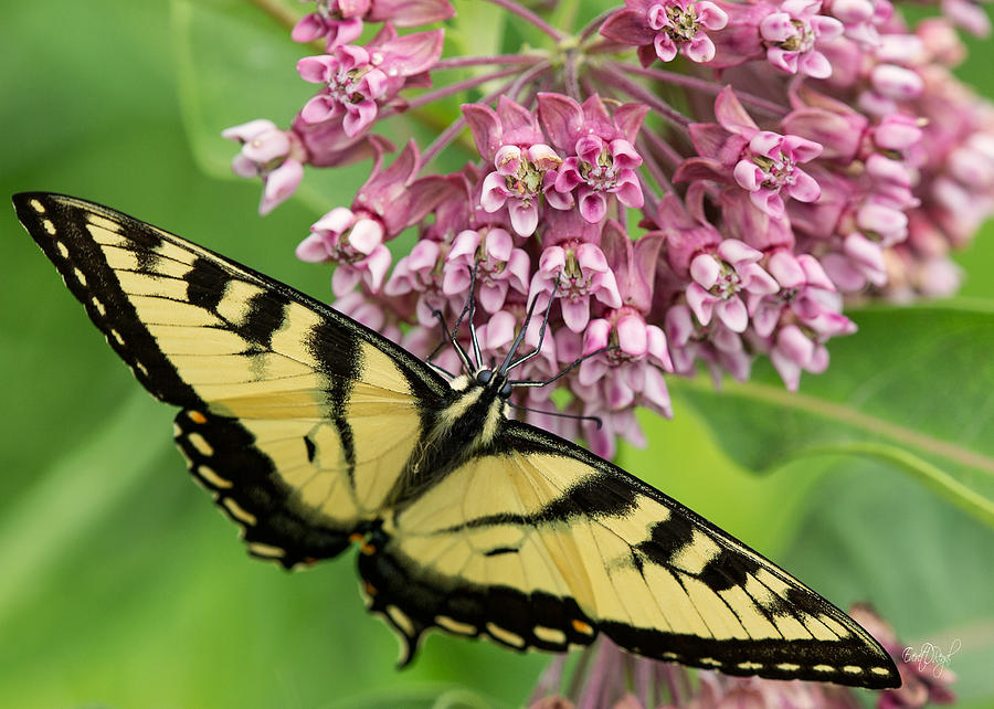 Swallowtail notecard Photograph by Everet Regal